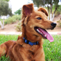 Reward Your Pet :)
